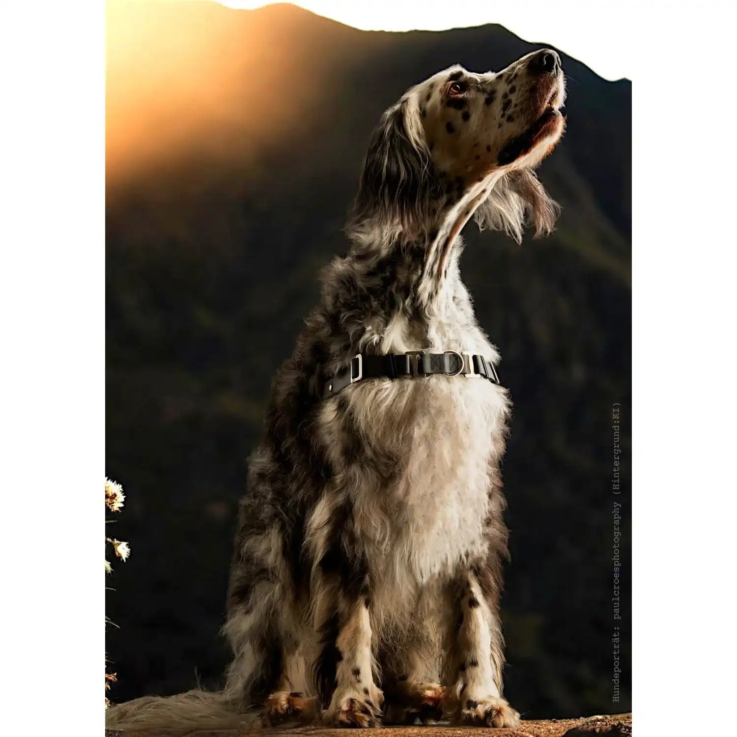 Anti-Stress-Geschirr STURMFREI®, Größe L by Der Hundegefährte