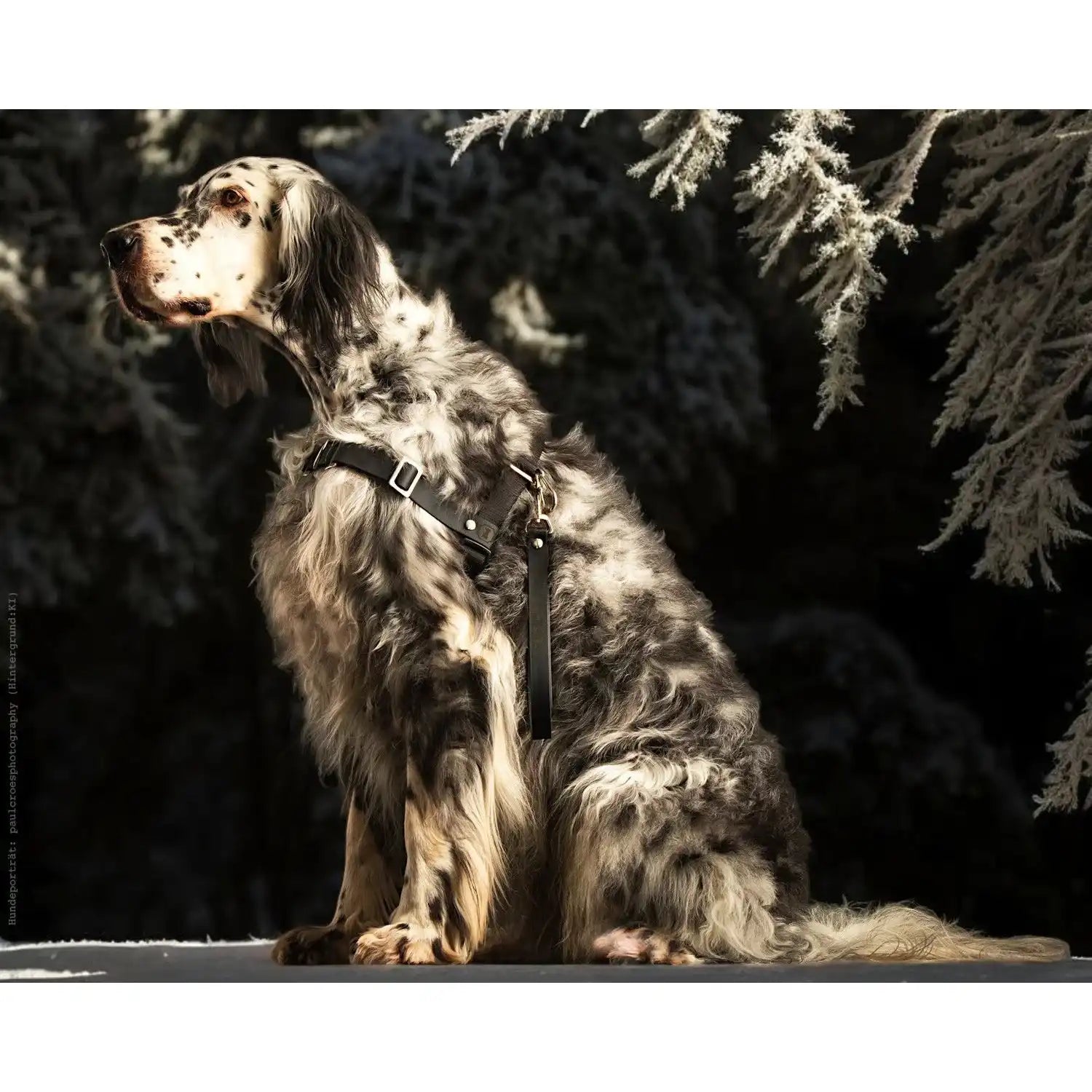 Anti-Stress-Geschirr STURMFREI®, Größe M by Der Hundegefährte