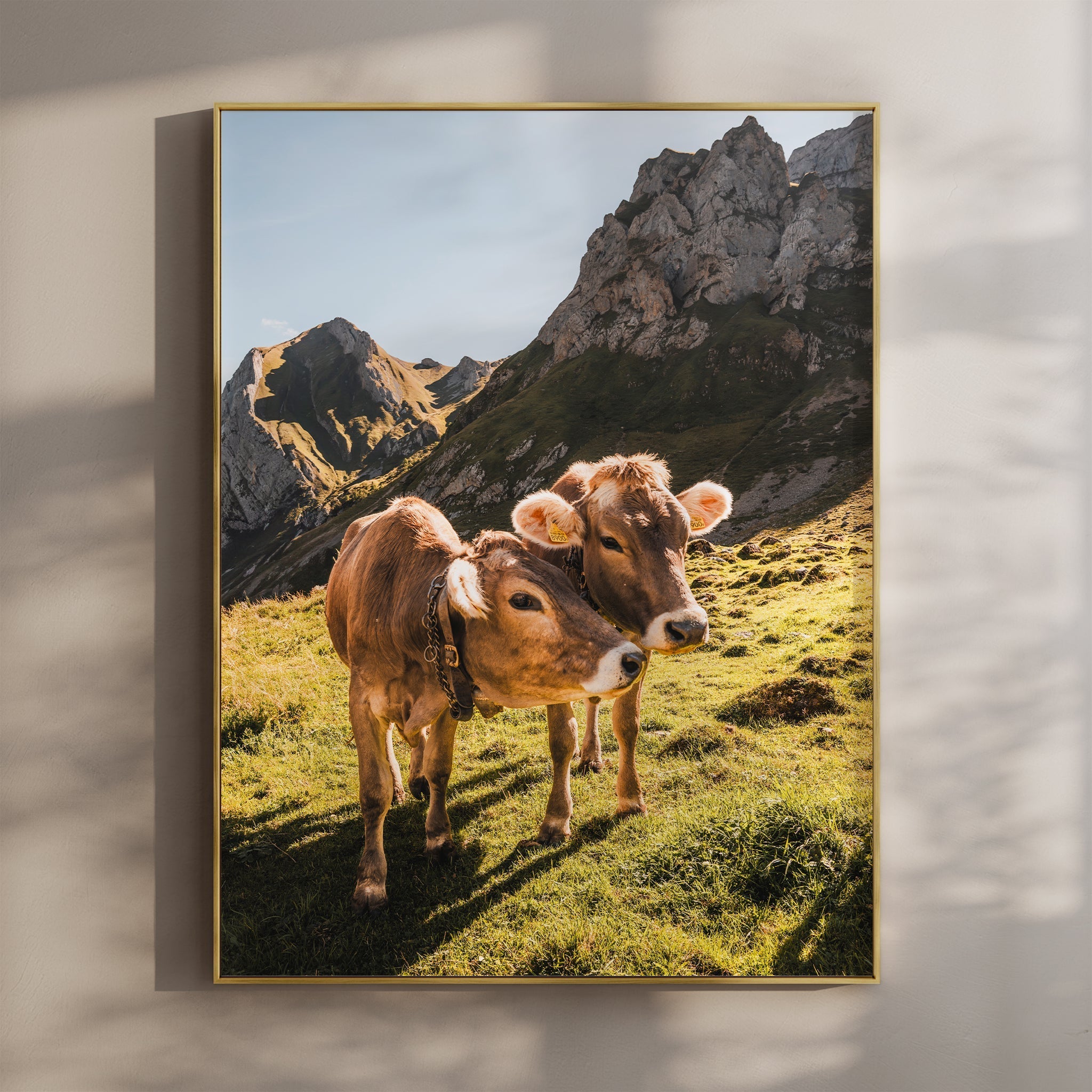 Alpine Cows, Appenzell, Switzerland
