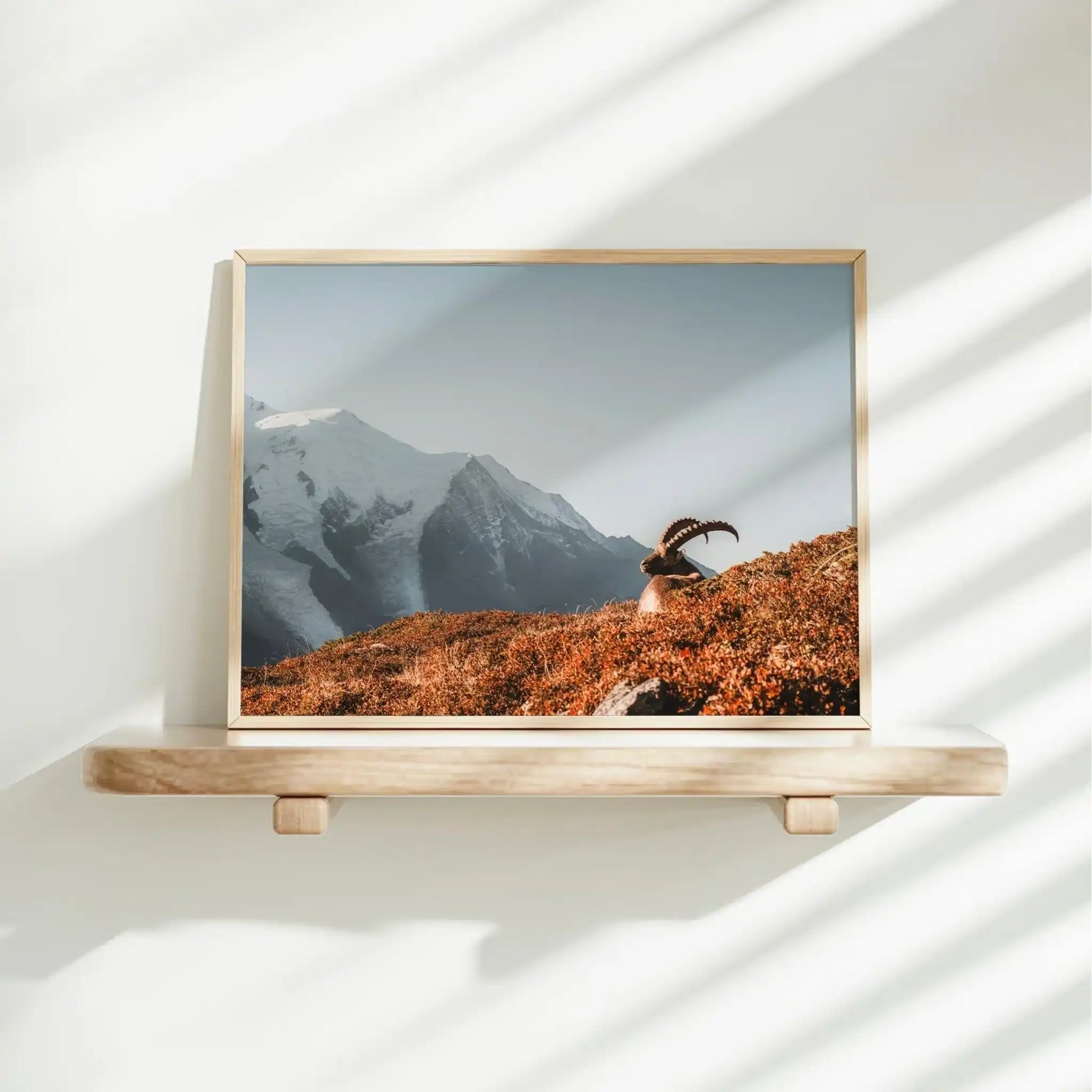Ibex at Sunrise Wall Art – Chamonix Mont Blanc Wildlife Print by Chamonix Prints