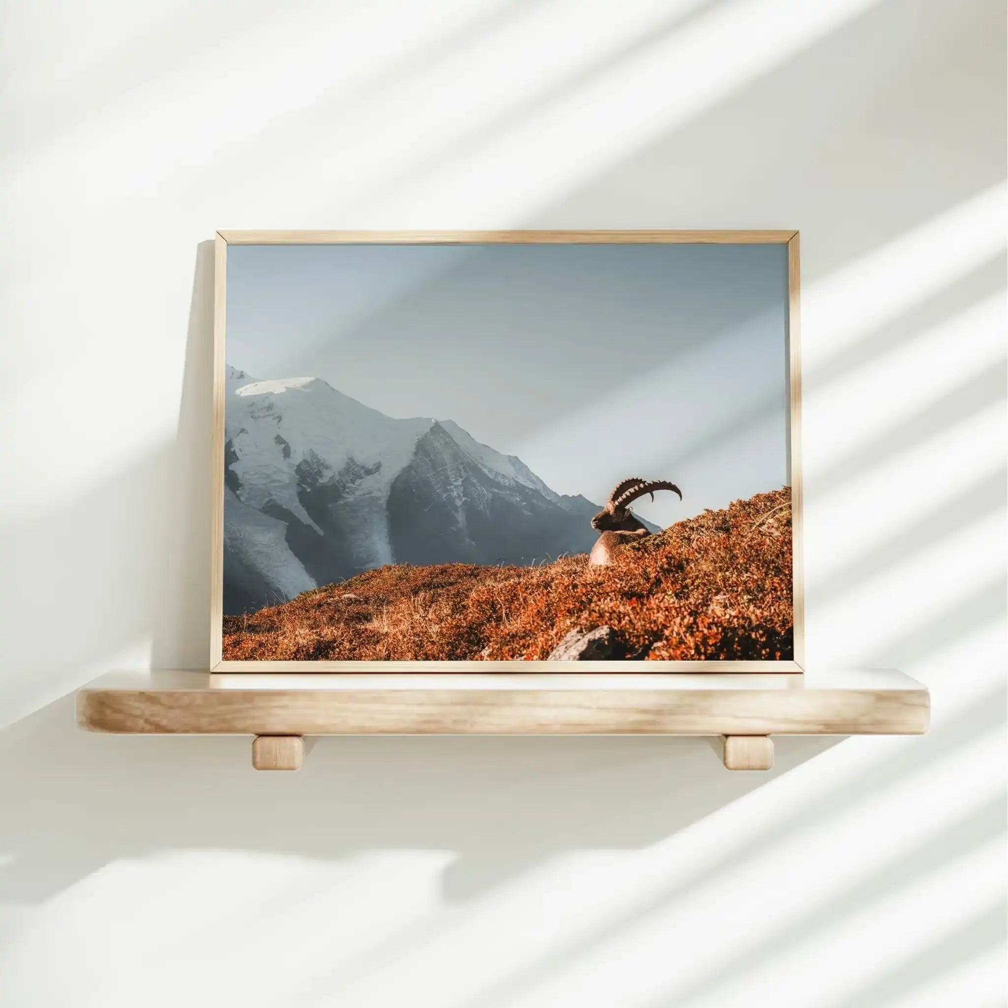 Ibex at Sunrise Wall Art – Chamonix Mont Blanc Wildlife Print by Chamonix Prints