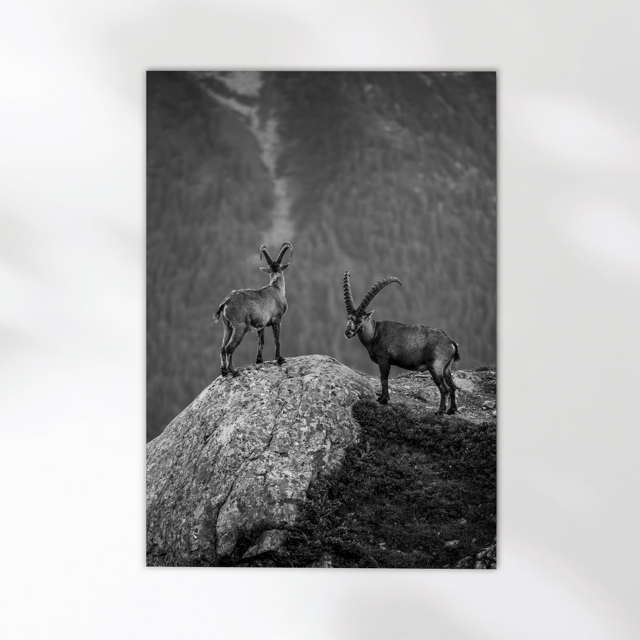 Curious Ibex Print – Black and White French Alps Wildlife Wall Art