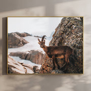 Alpine Ibex Wall Art | Wildlife Print