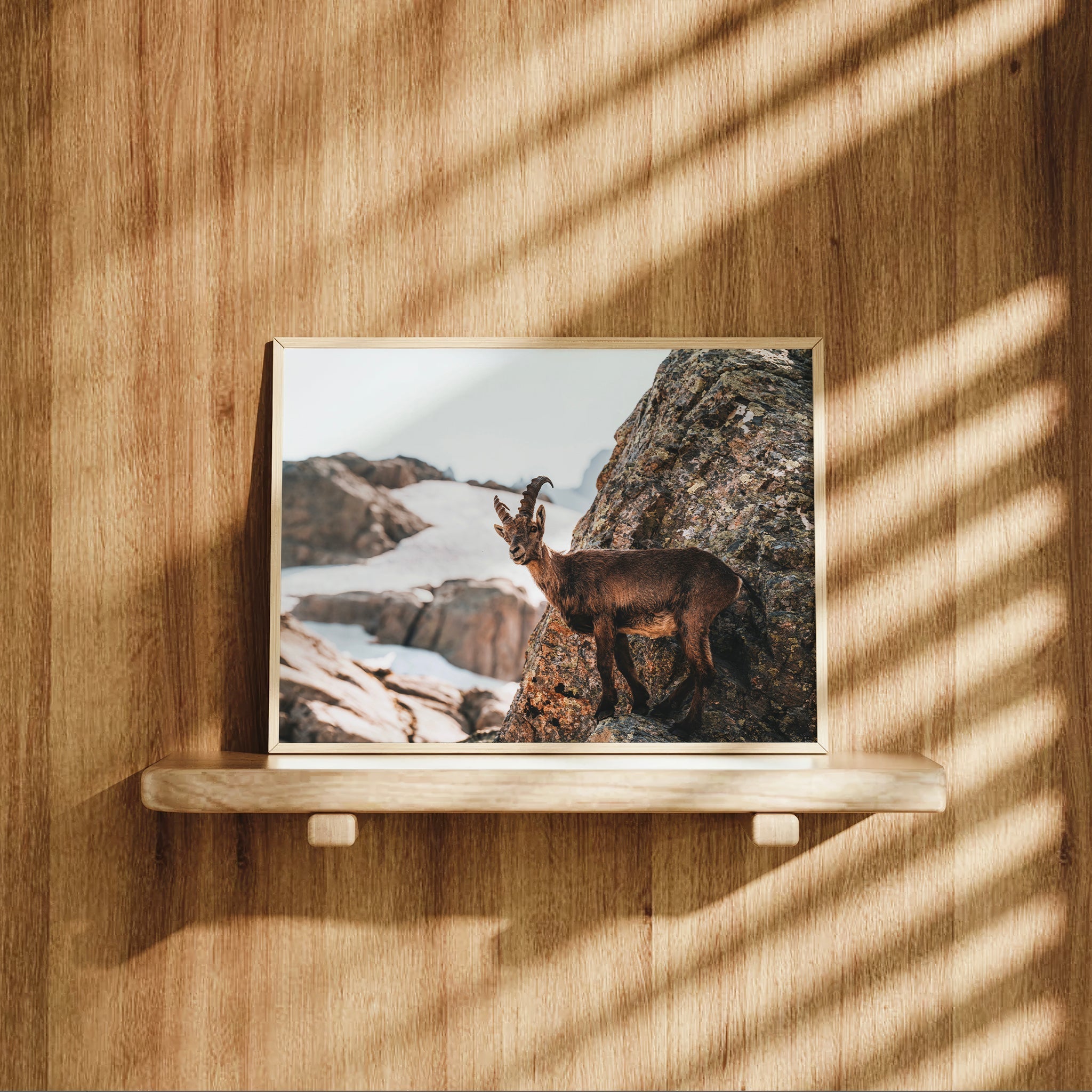 Alpine Ibex Wall Art | Wildlife Print
