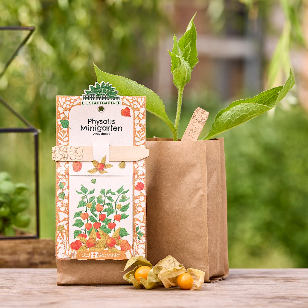 Anzuchtset – Minigarten BIO-Physalis