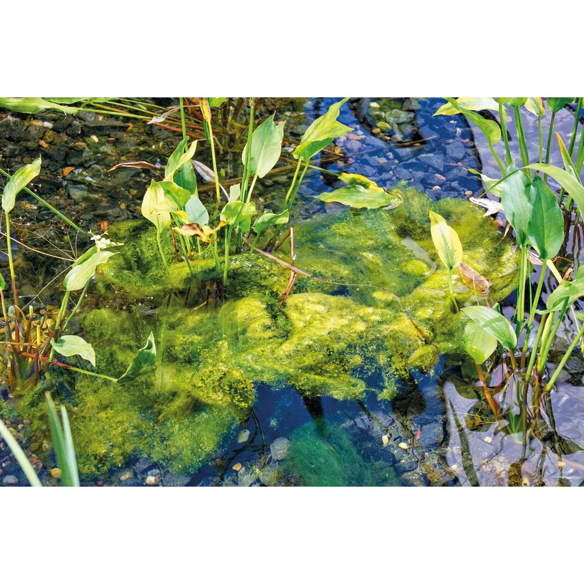 AquaActiv AlGo Direct 600 g (500 ml) - Japankoi.net