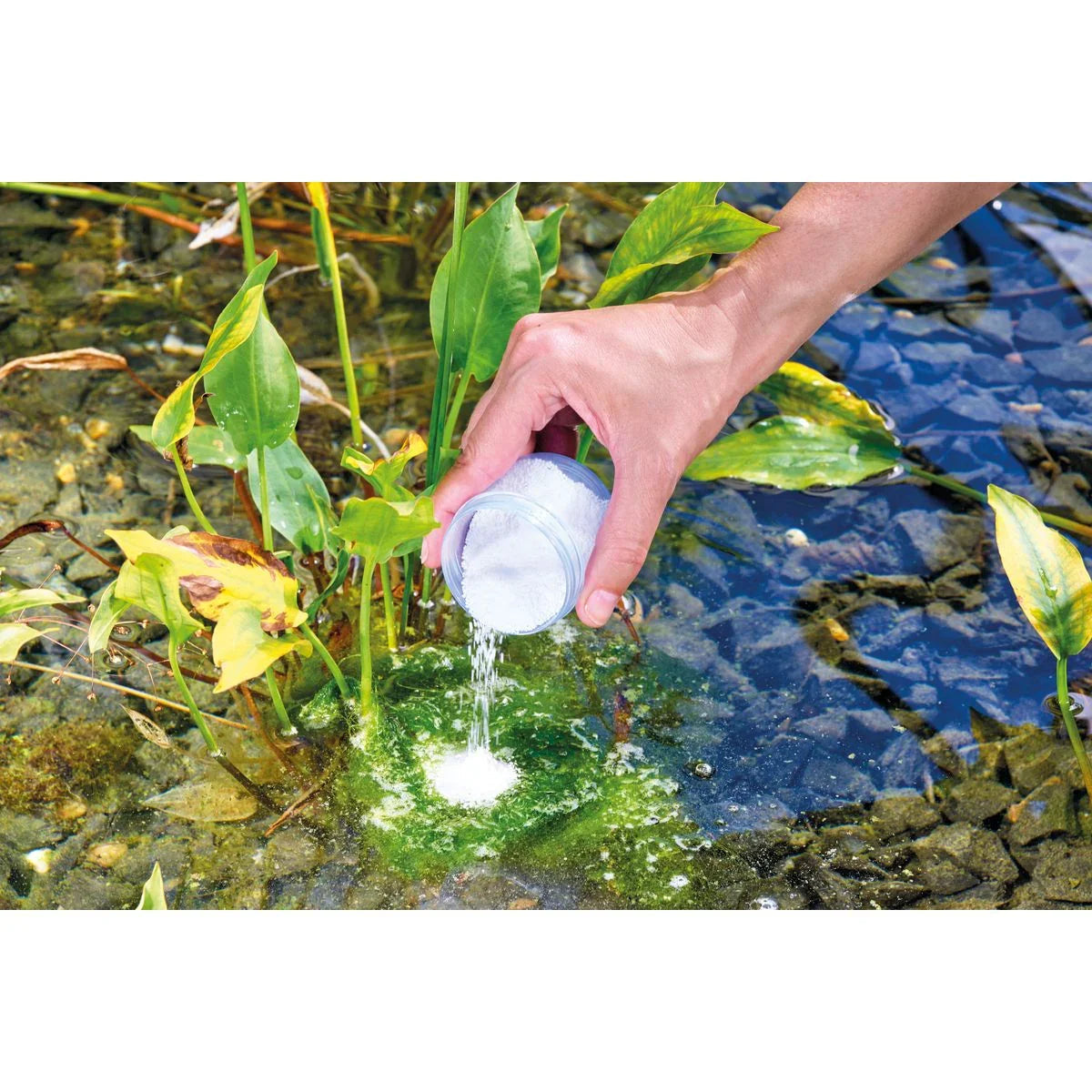 AquaActiv AlGo Direct 600 g (500 ml) - Japankoi.net