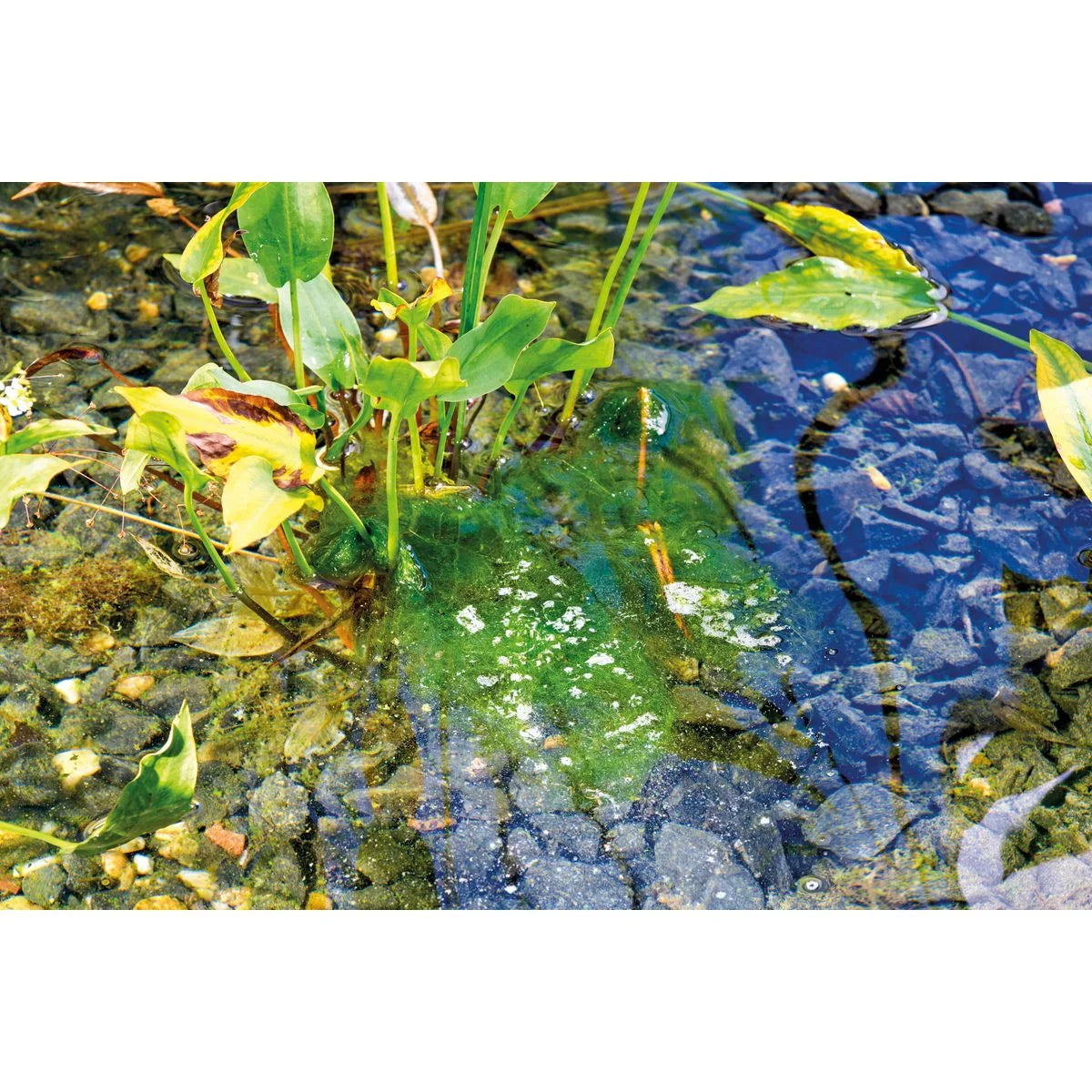 AquaActiv AlGo Direct 600 g (500 ml) - Japankoi.net