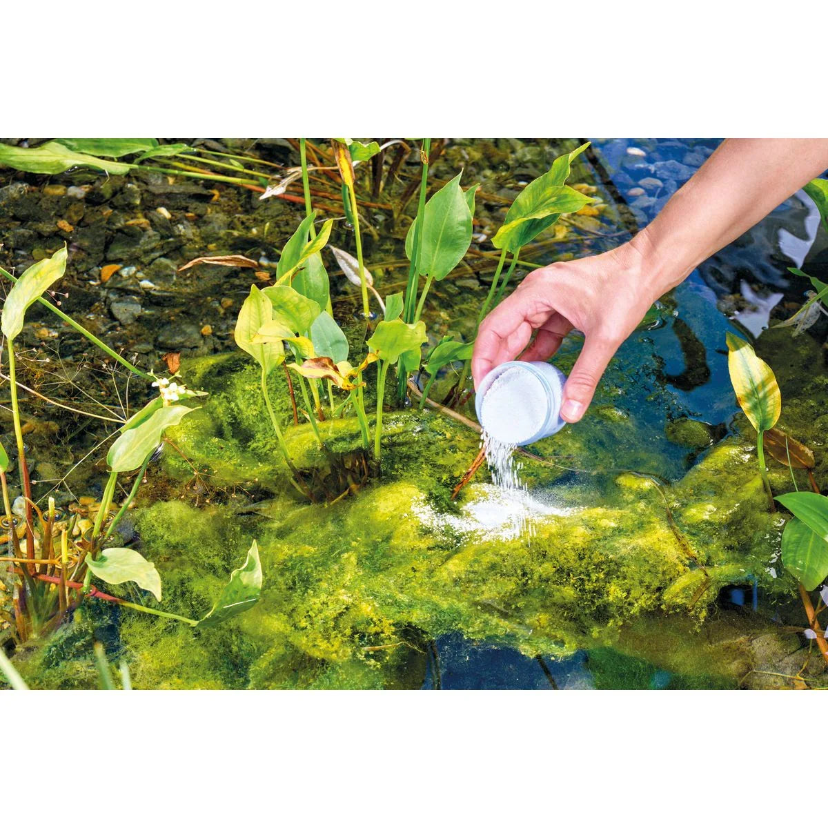 AquaActiv AlGo Direct 600 g (500 ml) - Japankoi.net
