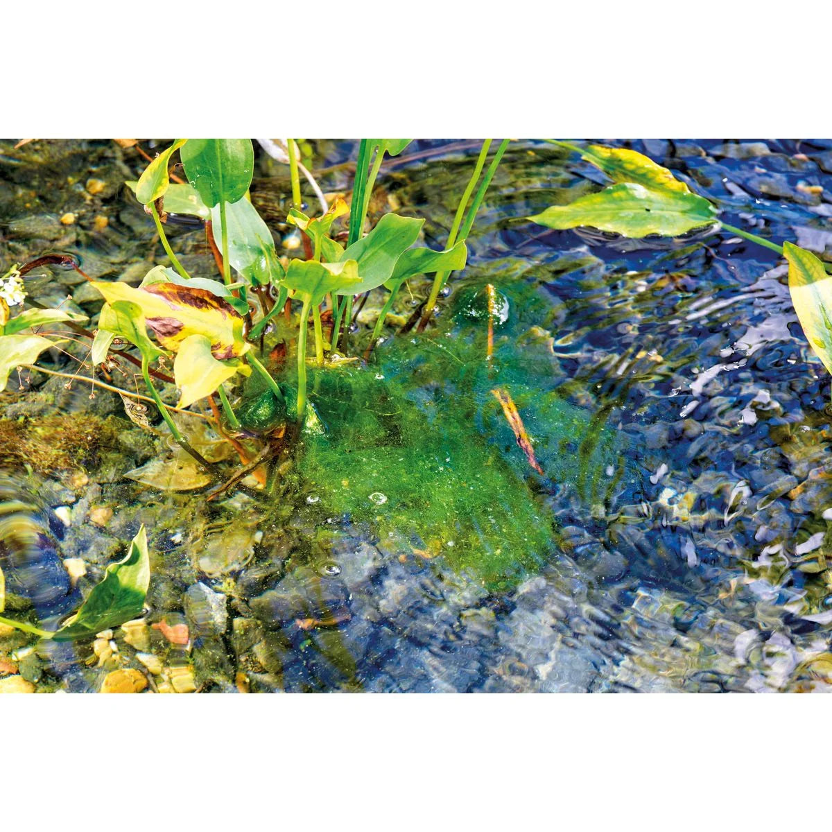 AquaActiv AlGo Direct 600 g (500 ml) - Japankoi.net