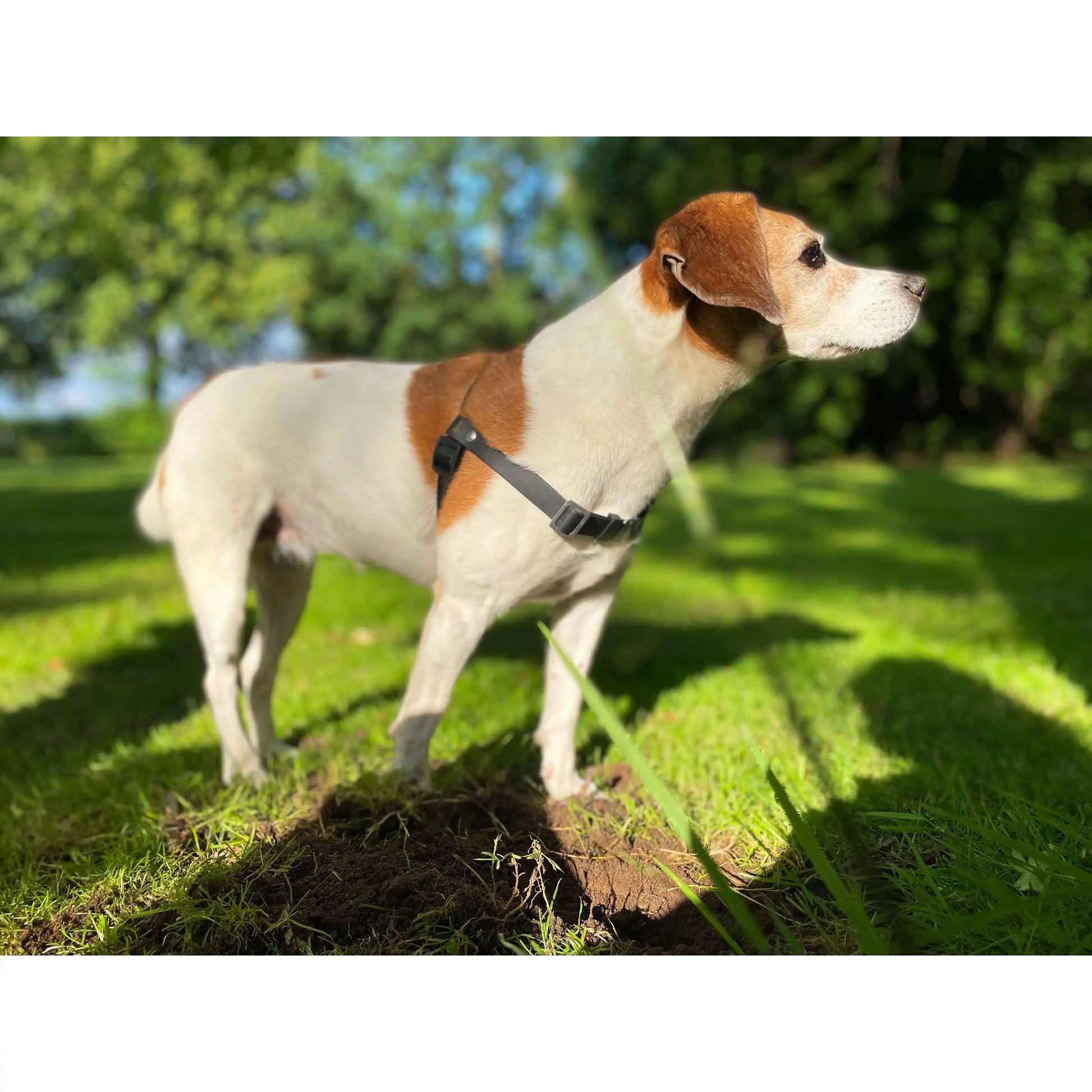 Anti-Stress-Geschirr STURMFREI®, Größe S by Der Hundegefährte