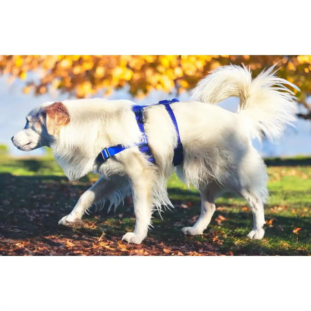 Anti-Stress-Geschirr STURMFREI® Saver für kleine bis mittlere Hunde by Der Hundegefährte