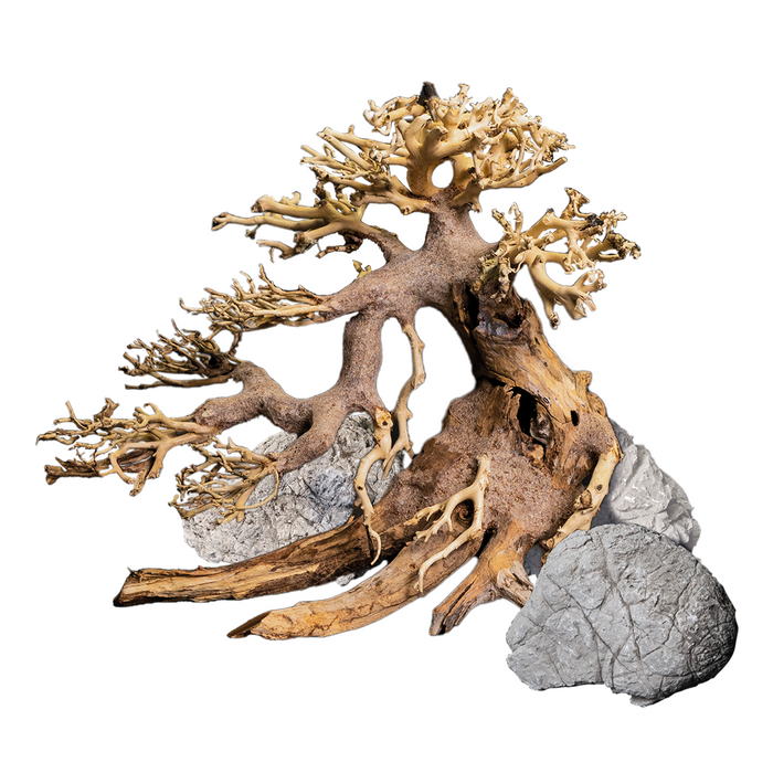 Decor Box Bonsai