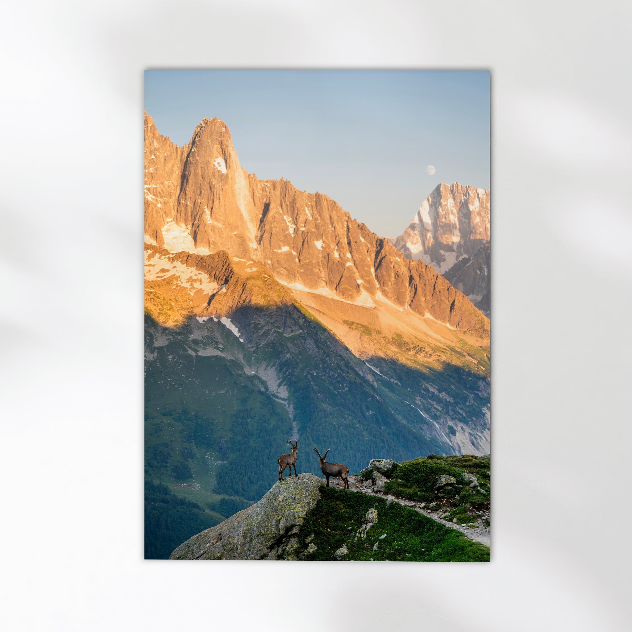 Les Drus Ibex Sunset Print – Mont Blanc Alpine Wildlife and Nature Wall Art