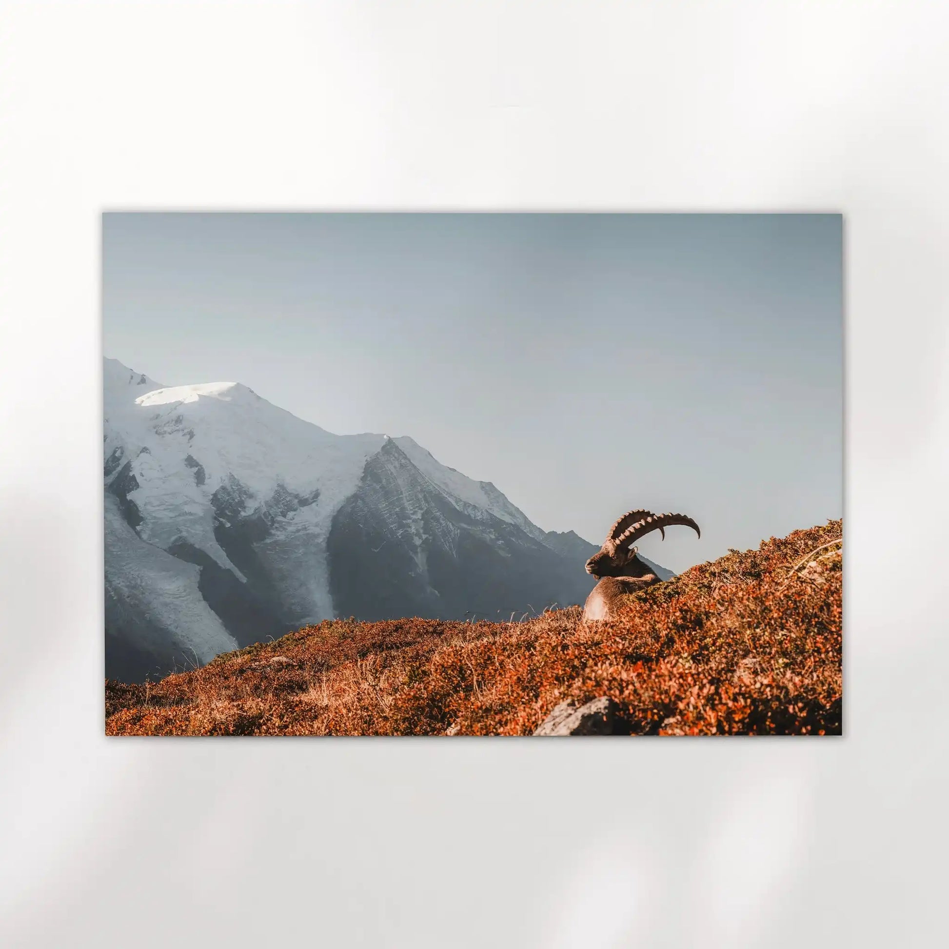 Ibex at Sunrise Wall Art – Chamonix Mont Blanc Wildlife Print by Chamonix Prints