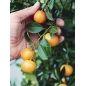 Mairol Citrusenergie - Zitrusdünger