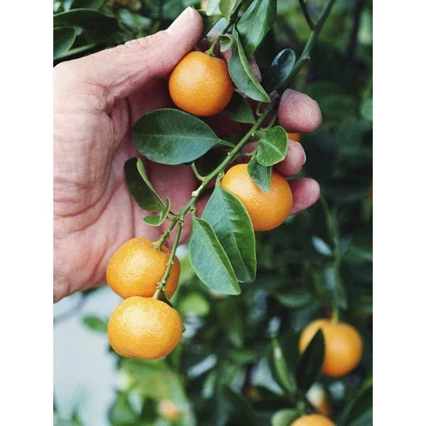 Mairol Citrusenergie - Zitrusdünger