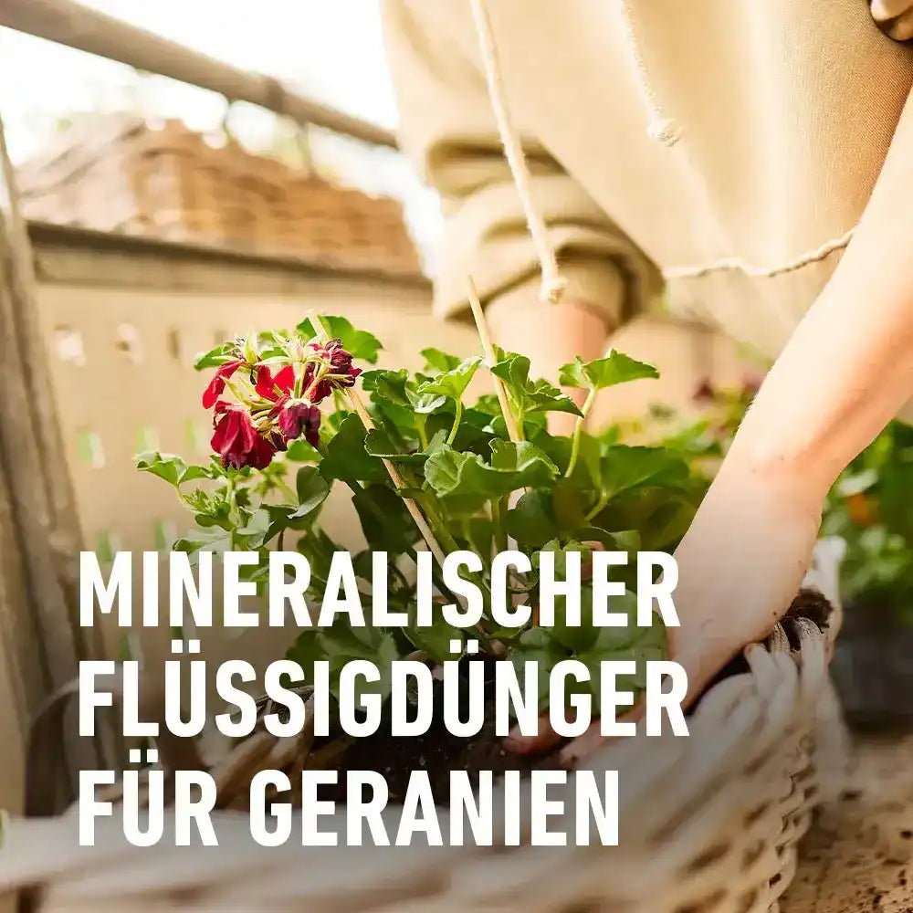 COMPO Geraniendünger