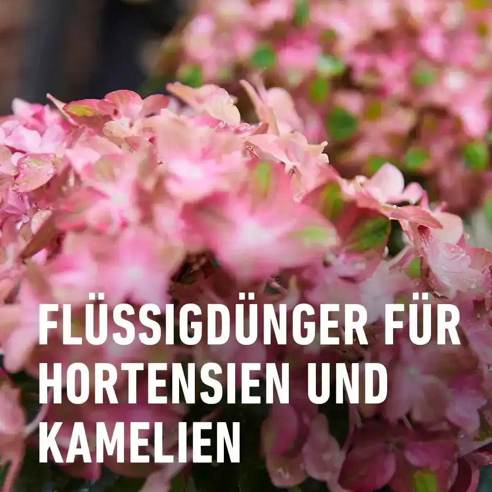 COMPO Hortensien- und Kameliendünger