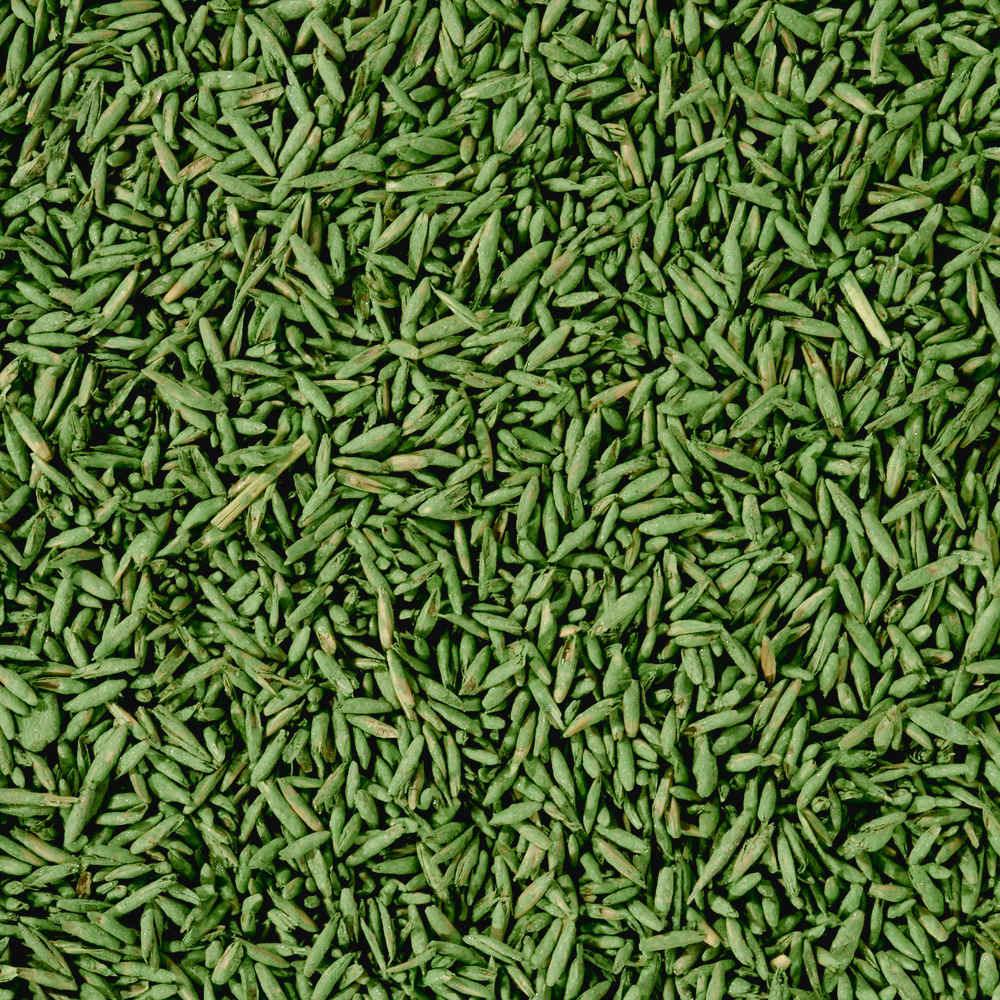 COMPO SAAT® Strapazier-Rasen - Japankoi.net
