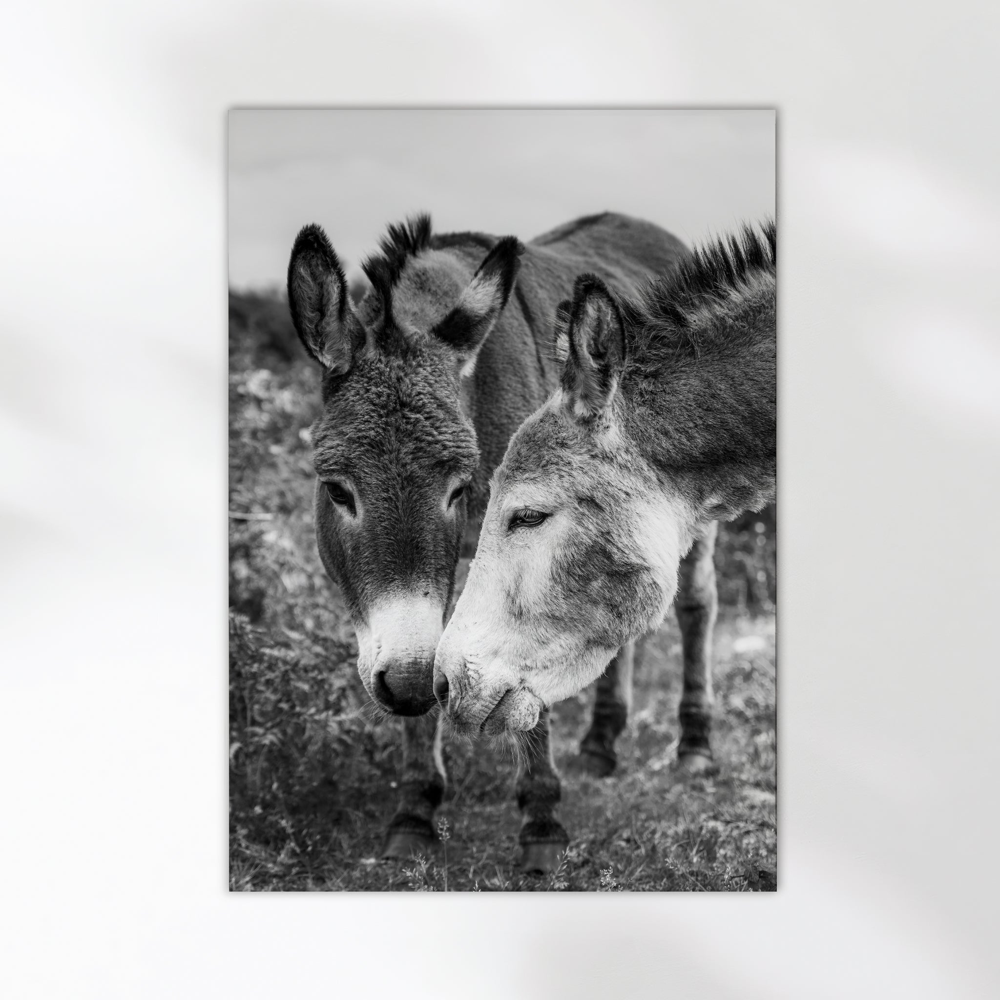 Irish Donkeys – Black and White Animal Photography Wall Art Print
