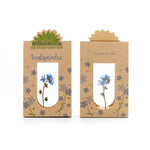 Trostspender – Echtes Vergissmeinnicht