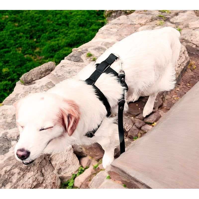 Anti-Stress-Geschirr STURMFREI® Saver für kleine bis mittlere Hunde by Der Hundegefährte