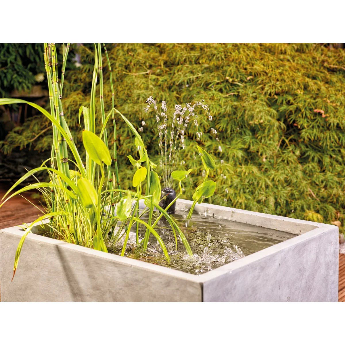 Filtral UVC 1500 - Japankoi.net