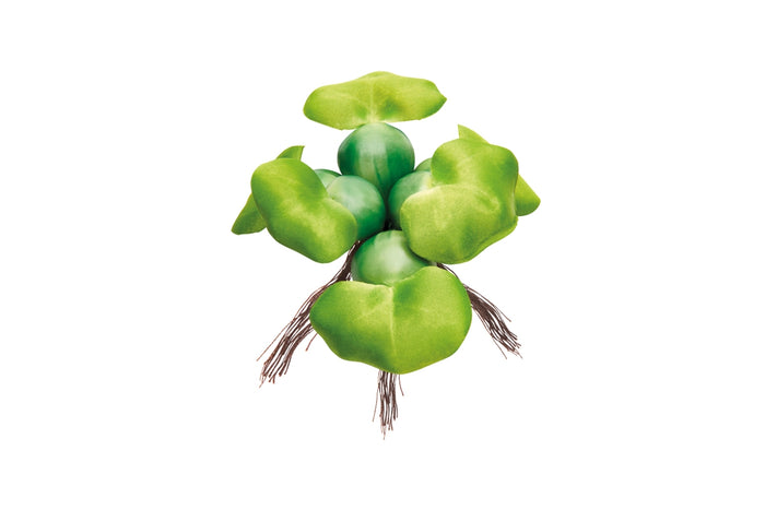 Pontec PondoHyacinth schwimmende Teich-Hyazinthe