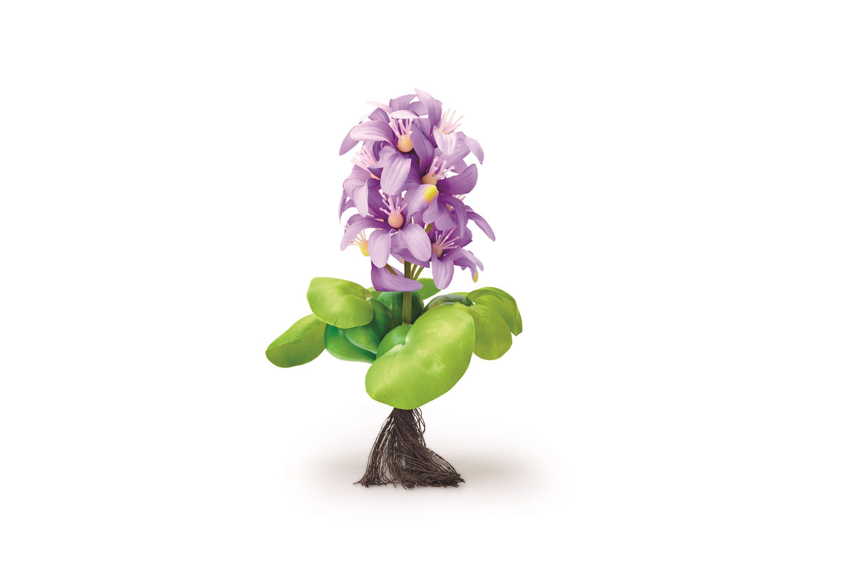 Pontec PondoHyacinth Blooming blühende Teich-Hyazinthe