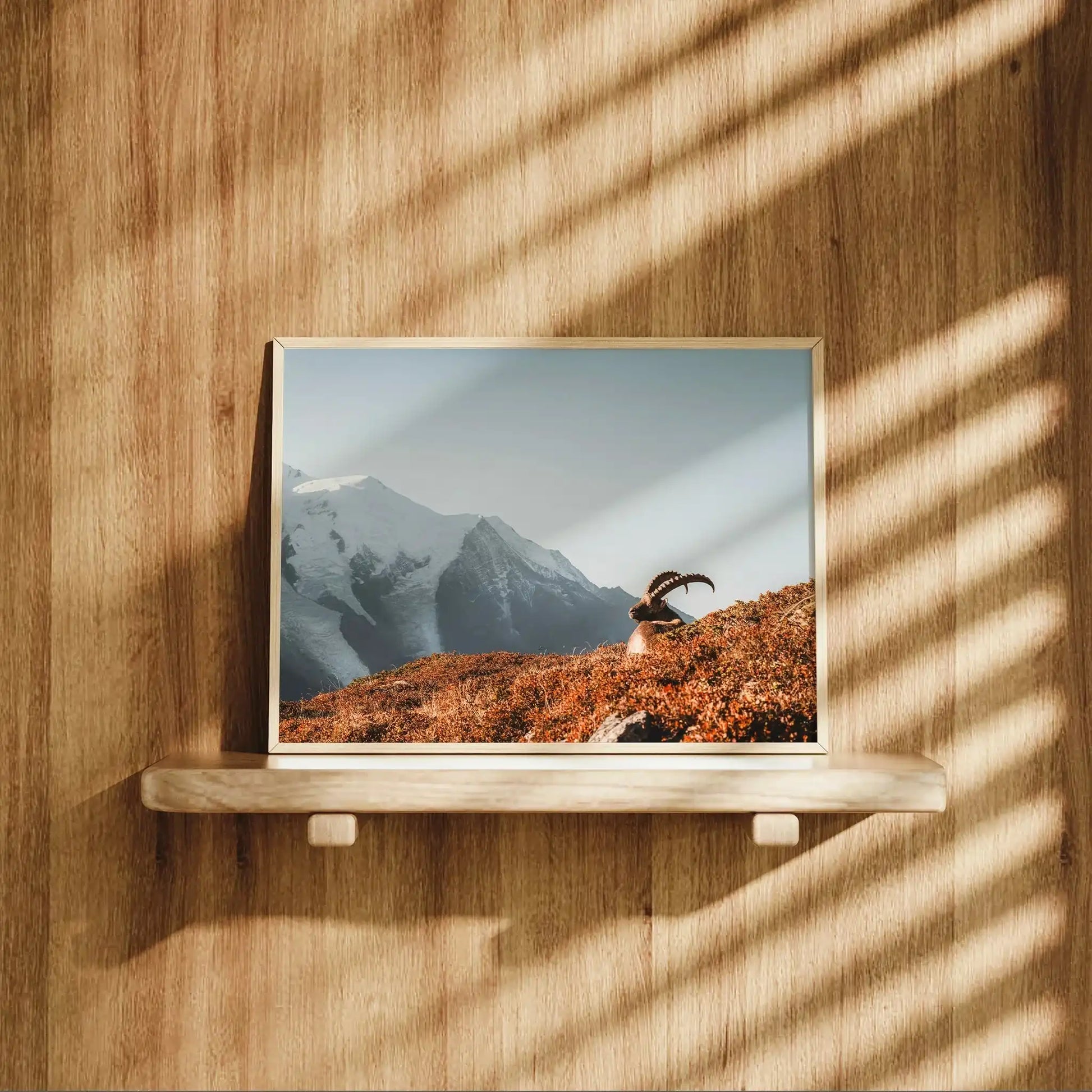 Ibex at Sunrise Wall Art – Chamonix Mont Blanc Wildlife Print by Chamonix Prints