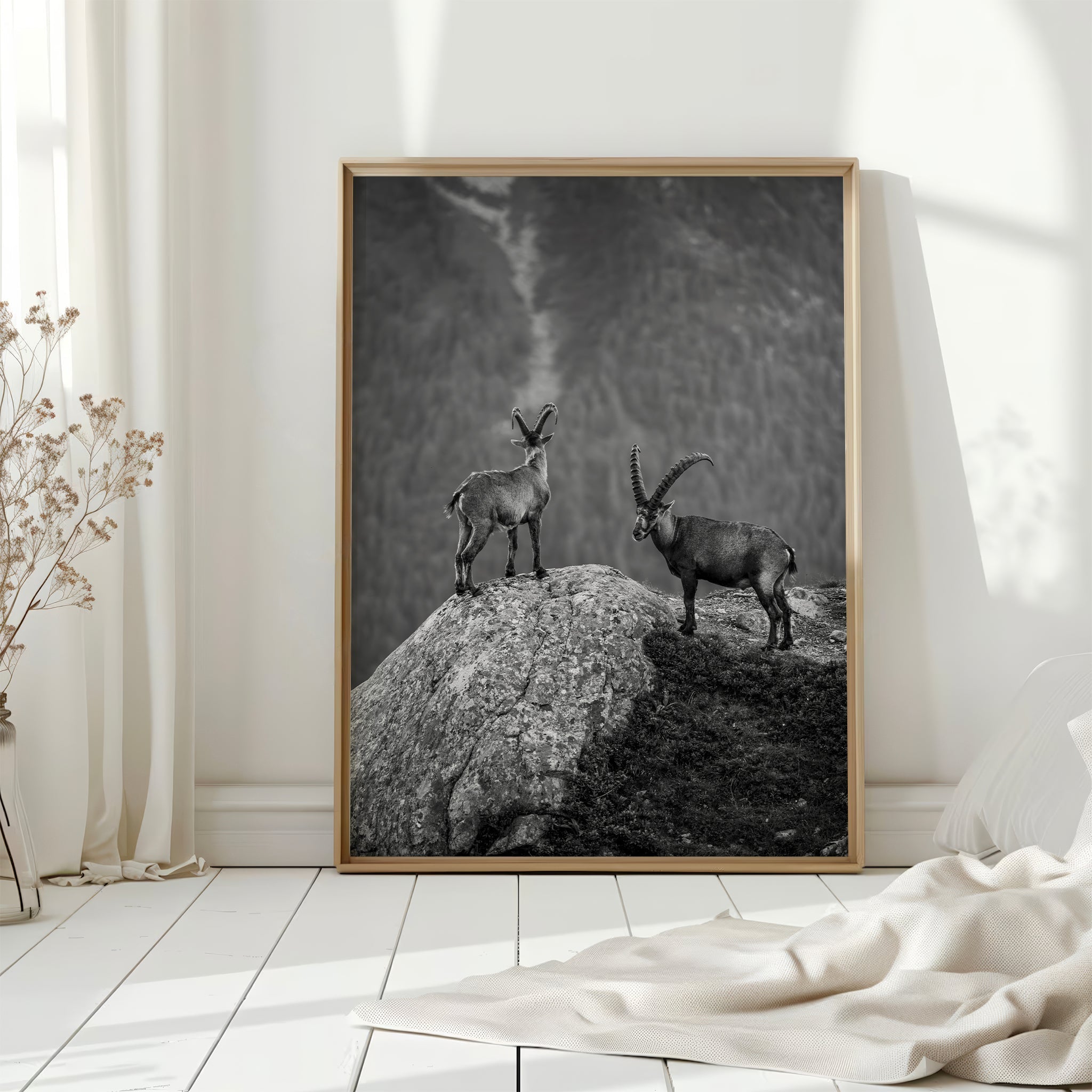 Curious Ibex Print – Black and White French Alps Wildlife Wall Art