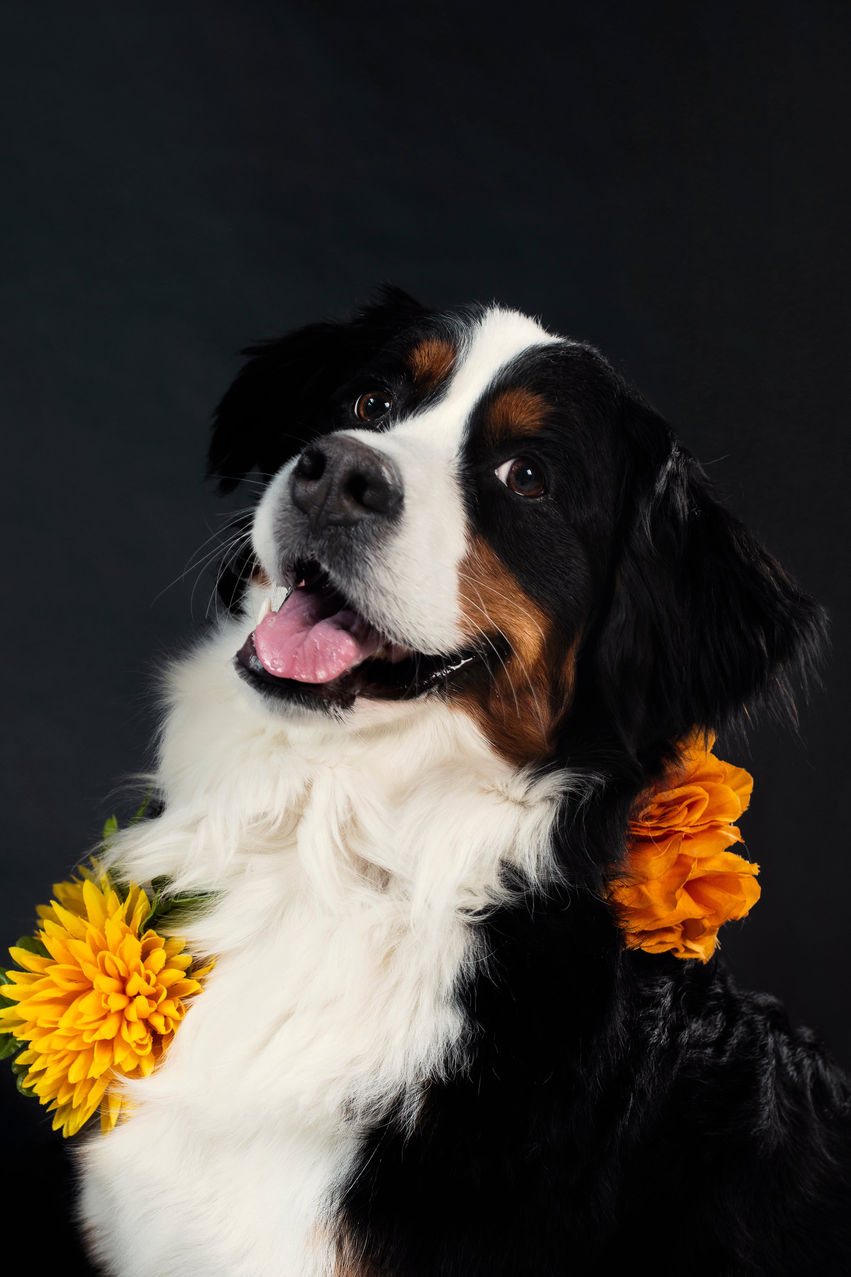 files/happy-dog-wears-flowers.jpg
