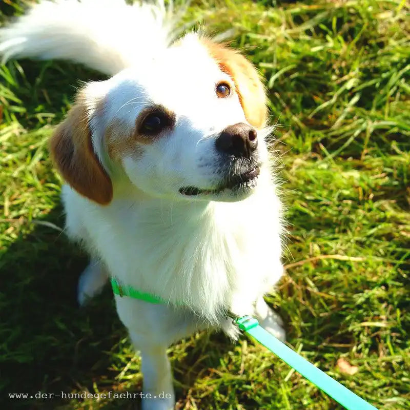 Anti-Stress-Geschirr STURMFREI®, Größe XXS by Der Hundegefährte