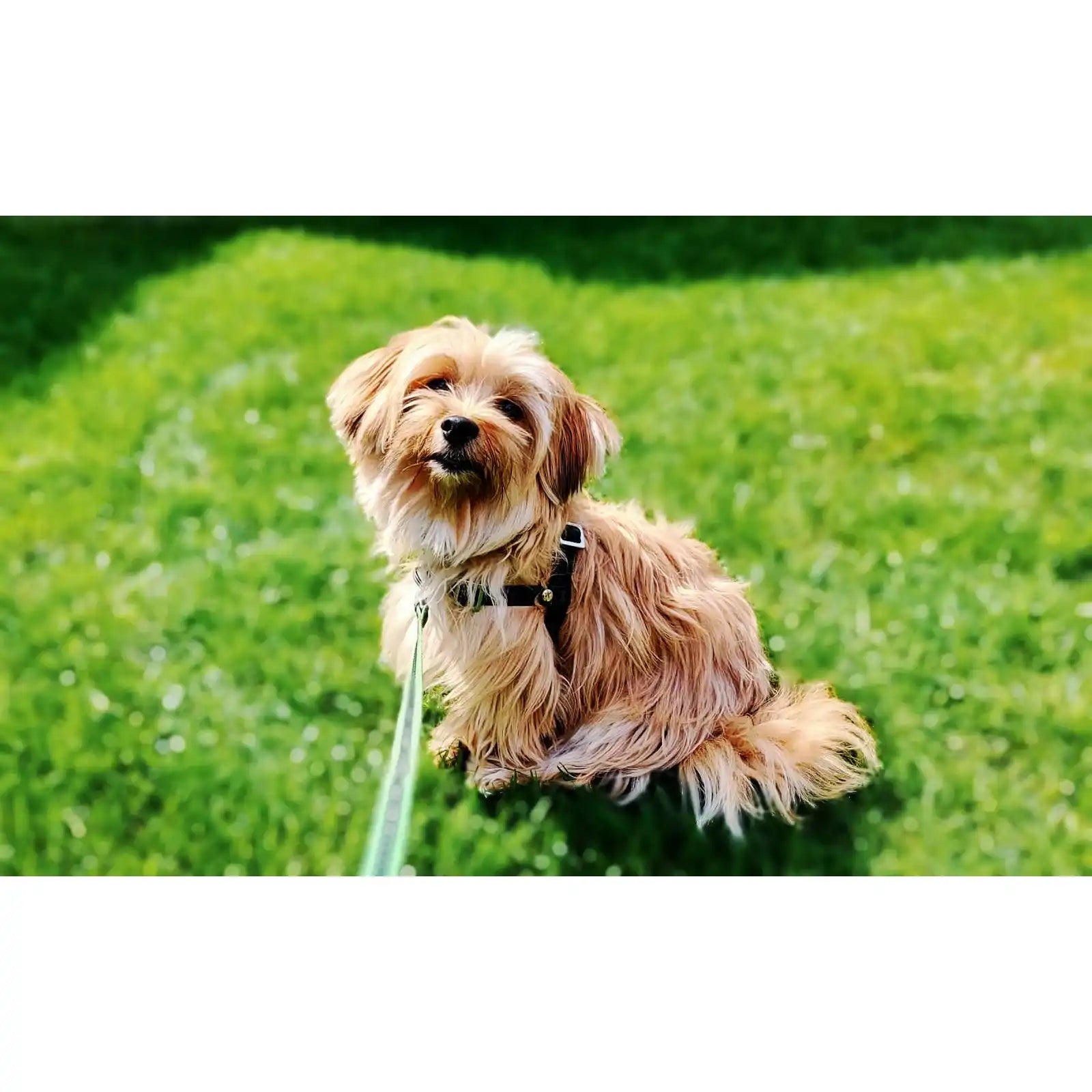 Anti-Stress-Geschirr STURMFREI®, Größe XXS by Der Hundegefährte