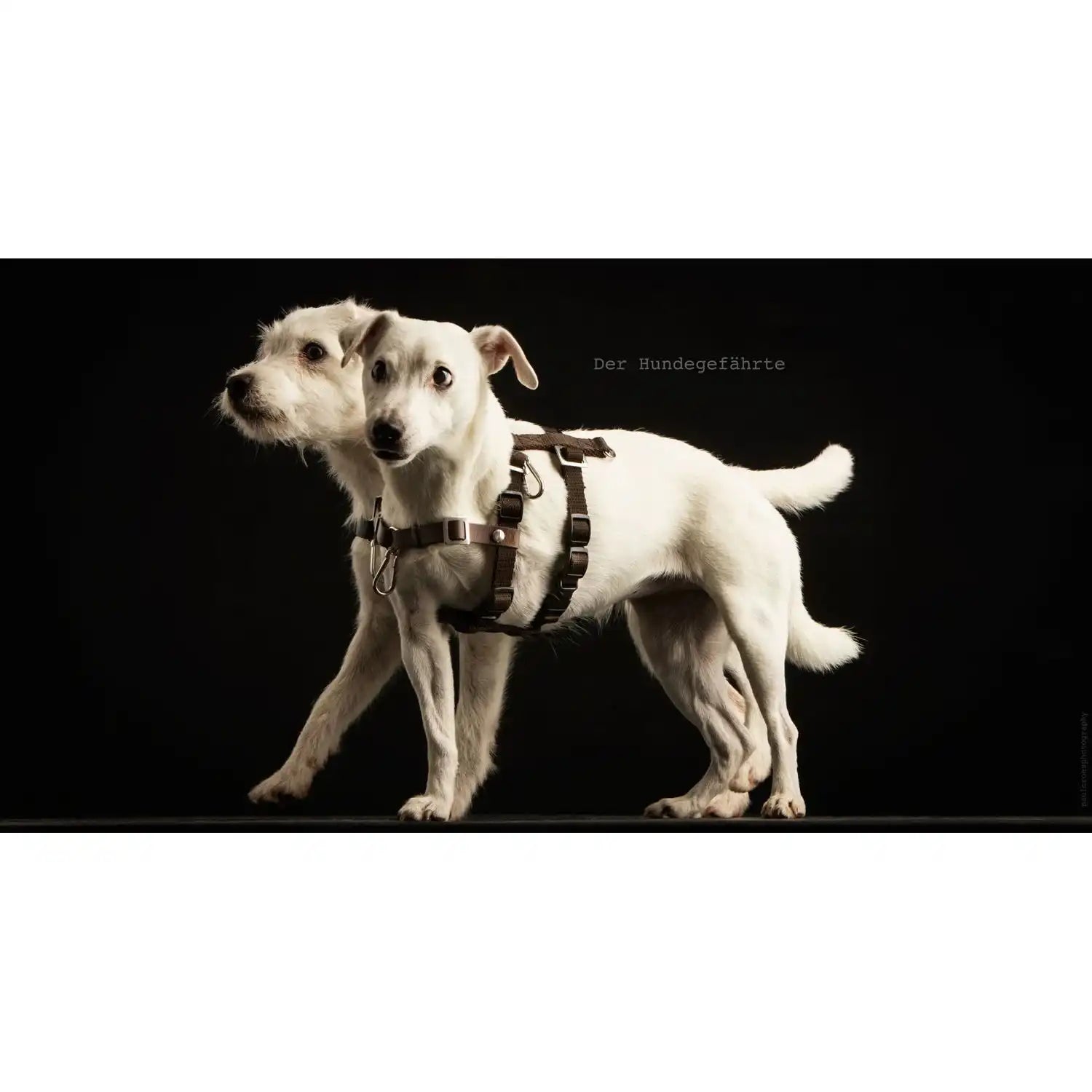 Anti-Stress-Geschirr STURMFREI®, Größe XS by Der Hundegefährte