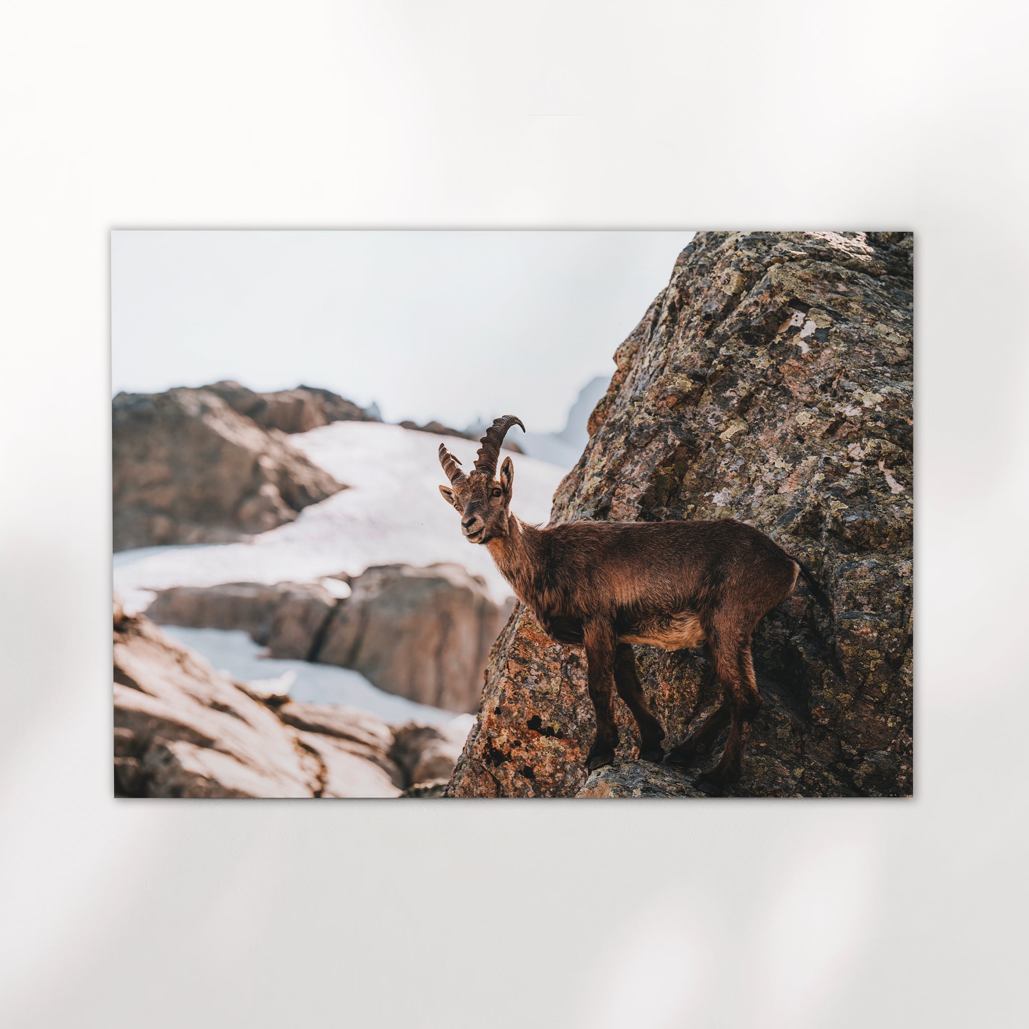 Alpine Ibex Wall Art | Wildlife Print
