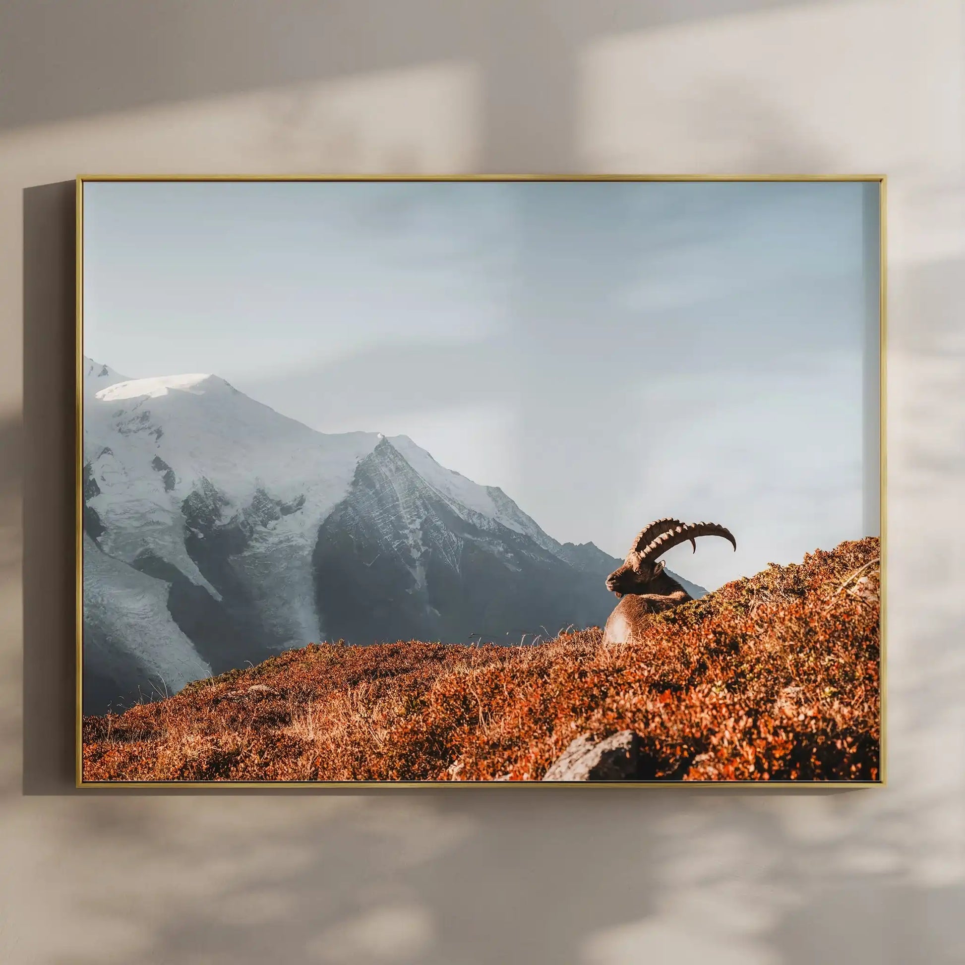 Ibex at Sunrise Wall Art – Chamonix Mont Blanc Wildlife Print by Chamonix Prints