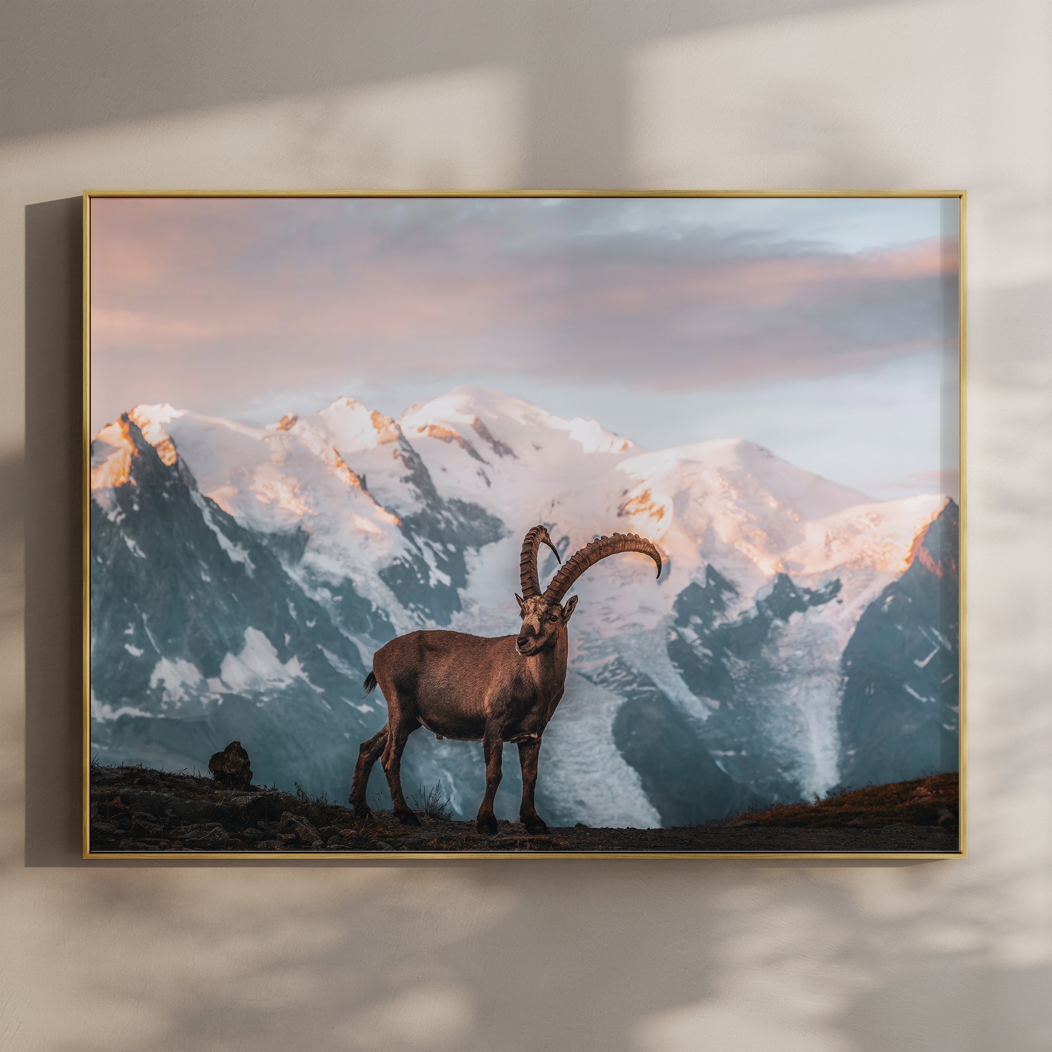 Ibex Sunrise in Chamonix - Wall Art Print of Mont Blanc