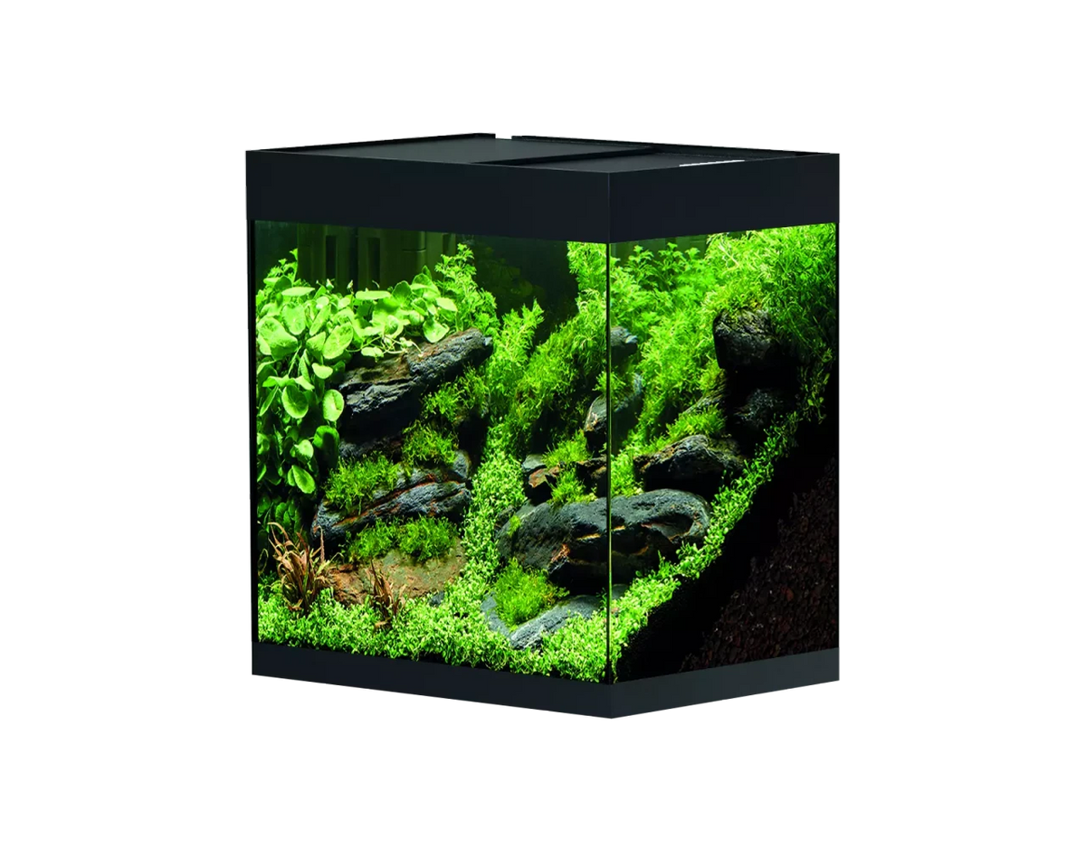 OASE StyleLine 85 Aquarium black INT mit lebendiger Aquarienlandschaft und Pflanzen.