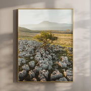 Lone Tree, Ingleborough – Yorkshire Dales Wall Art Print by Chamonix Prints