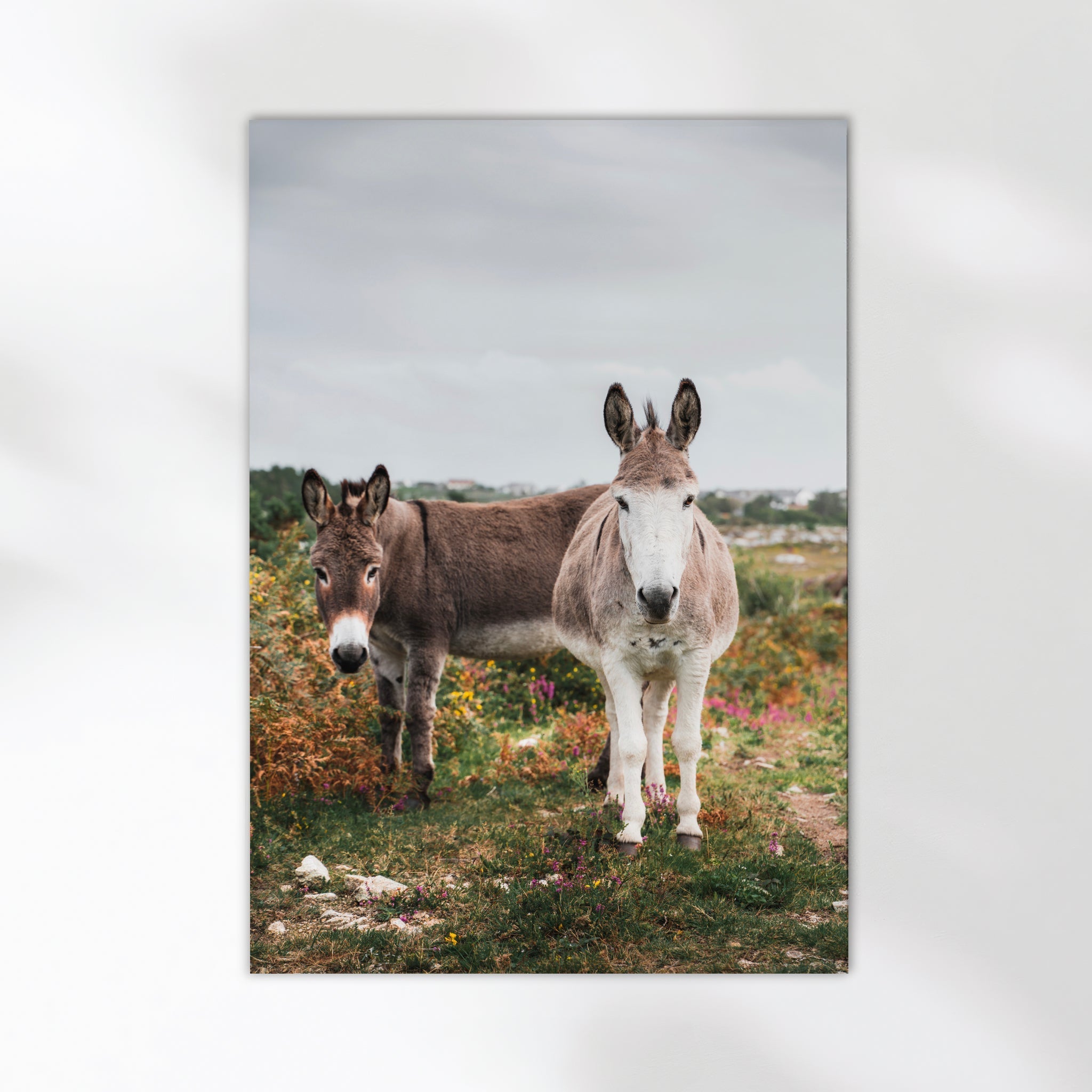 Donkeys in Connemara – Irish Countryside Wall Art Print
