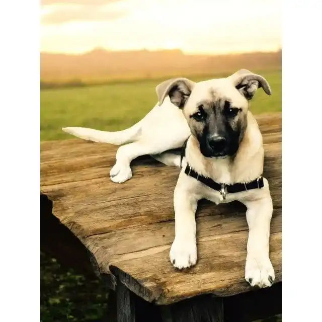 Anti-Stress-Geschirr STURMFREI®, Größe S by Der Hundegefährte