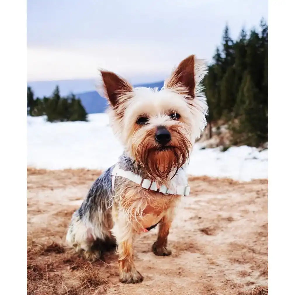 Anti-Stress-Geschirr STURMFREI®, Größe XXS by Der Hundegefährte