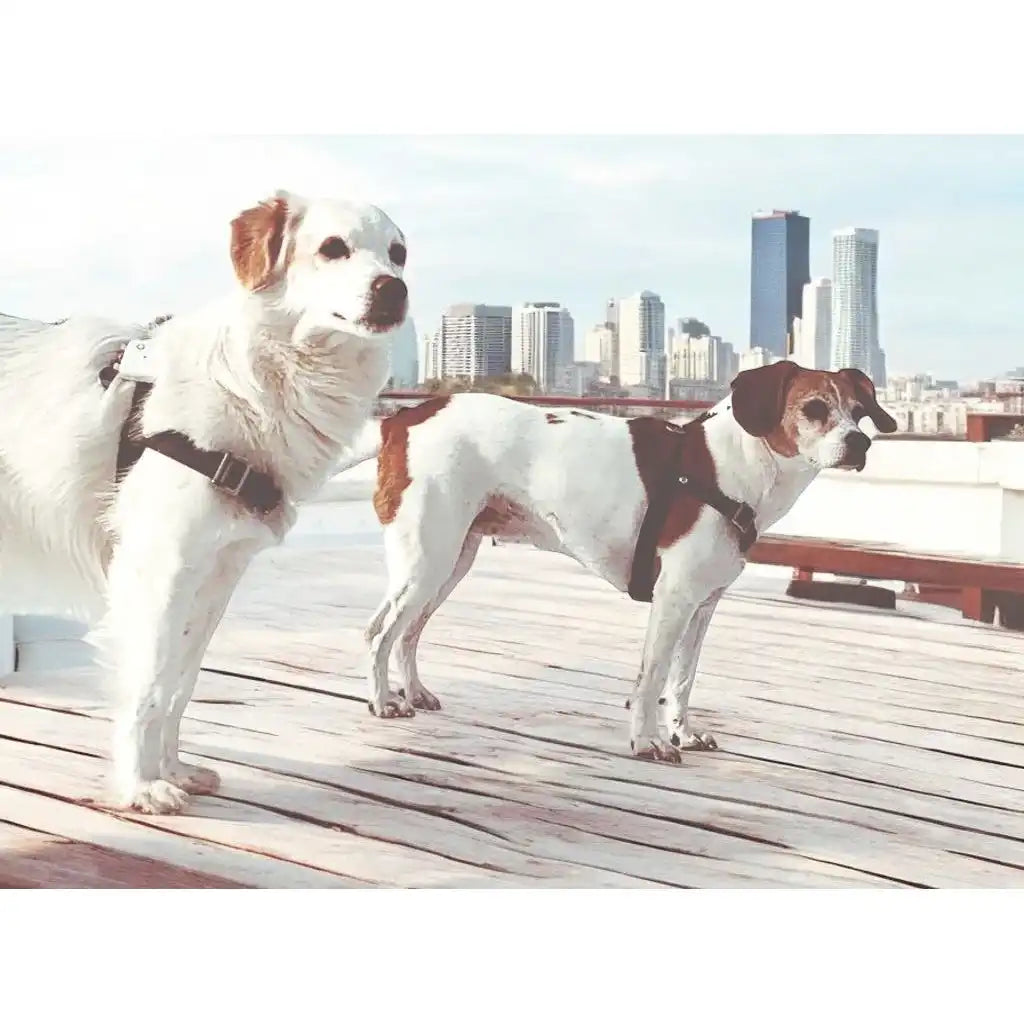 Anti-Stress-Geschirr STURMFREI®, Größe S by Der Hundegefährte