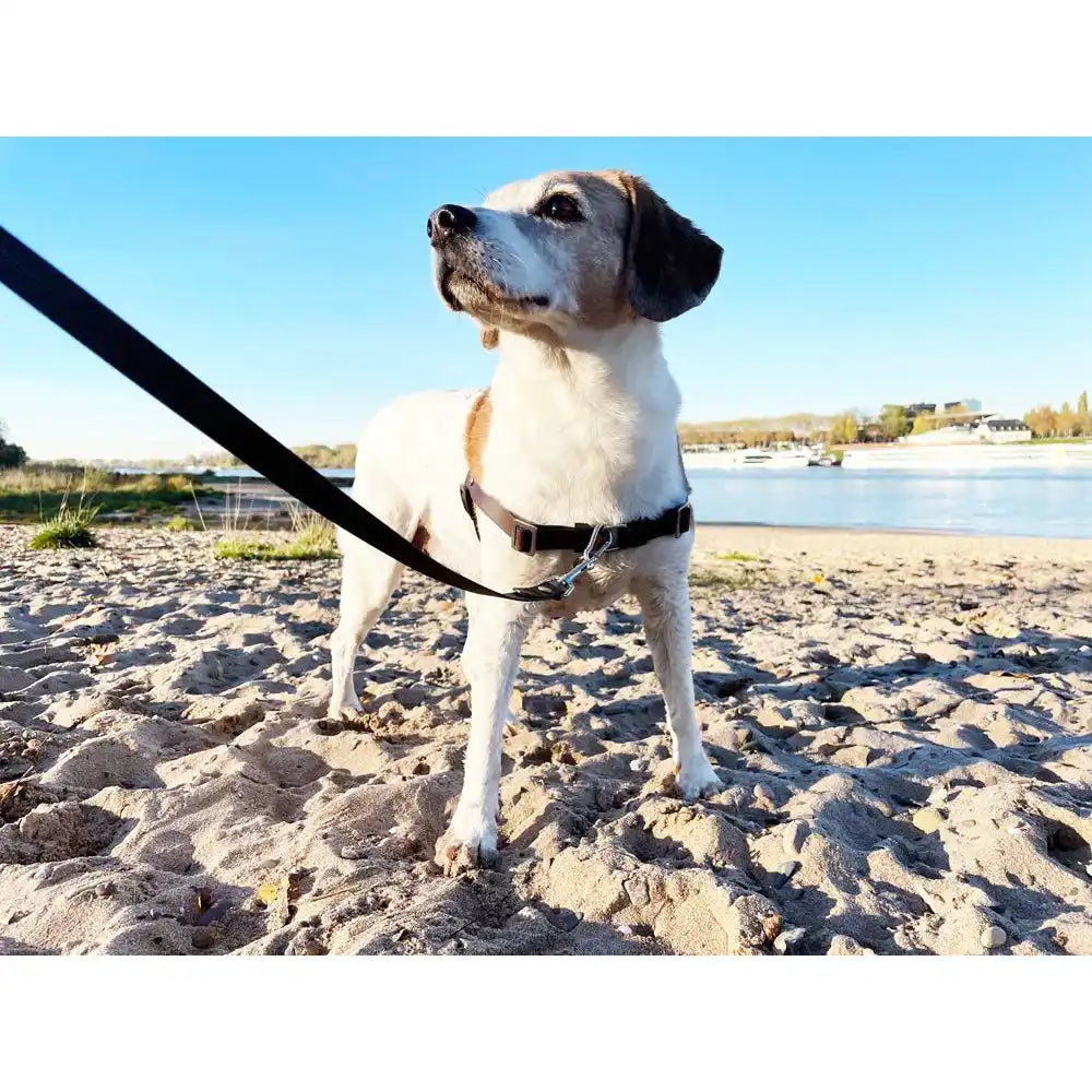 Anti-Stress-Geschirr STURMFREI®, Größe S by Der Hundegefährte