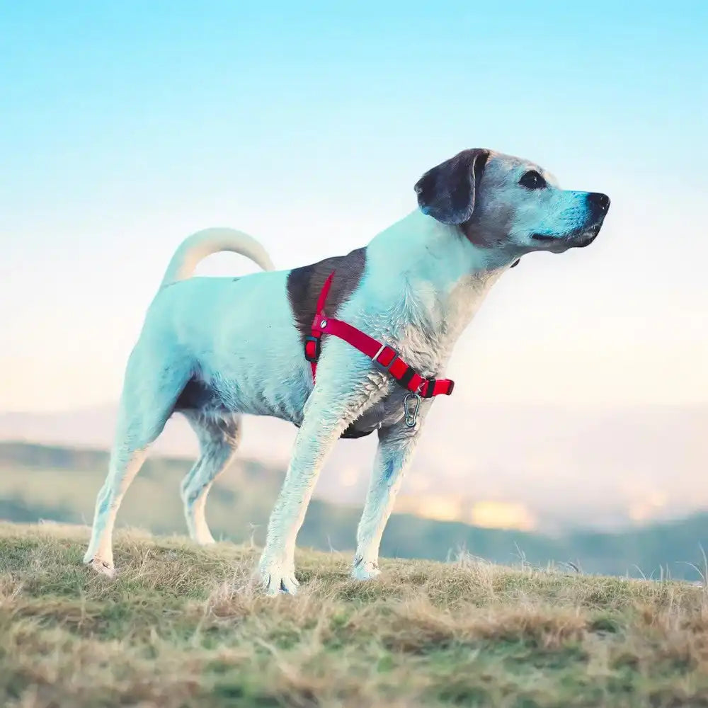 Anti-Stress-Geschirr STURMFREI®, Größe S by Der Hundegefährte
