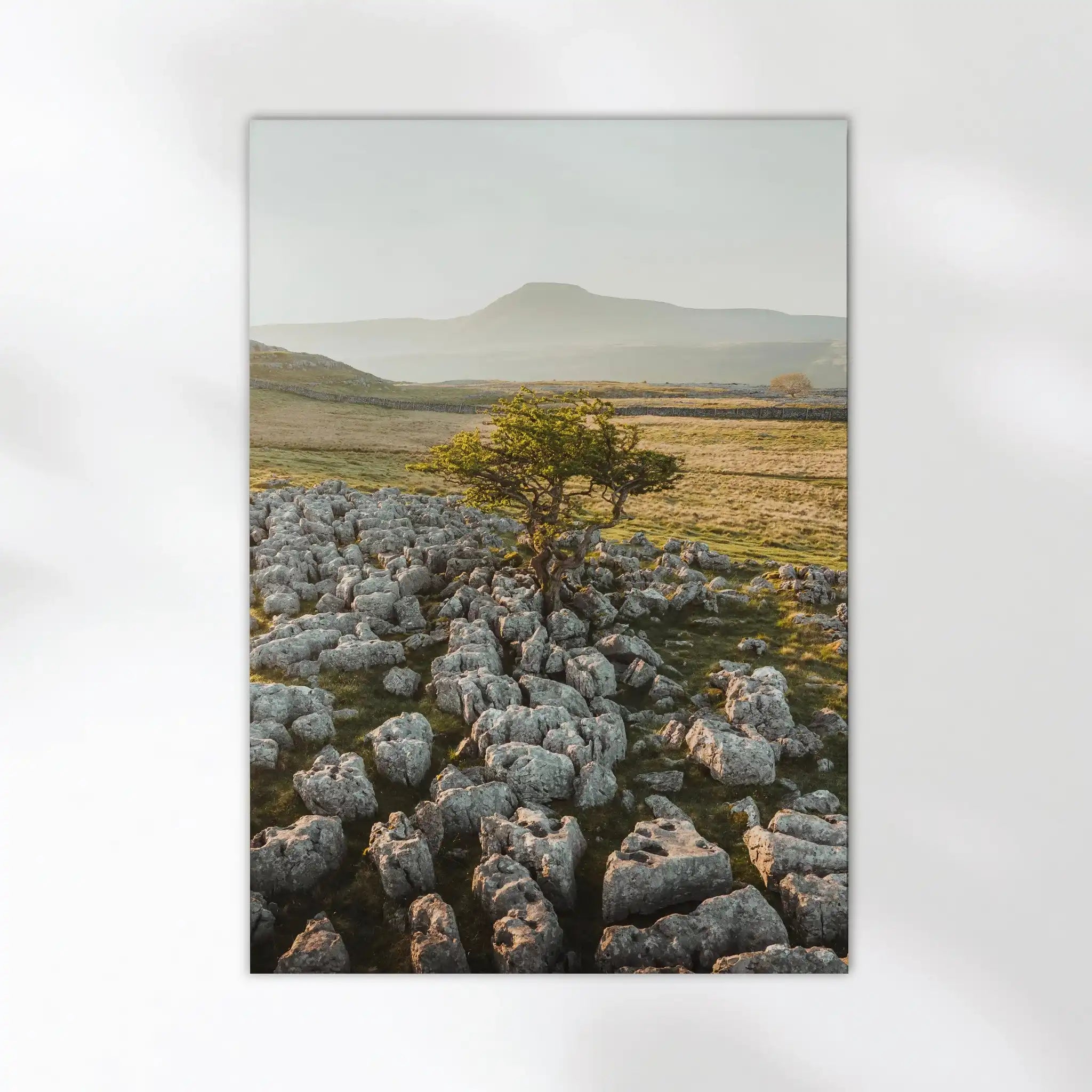 Lone Tree, Ingleborough – Yorkshire Dales Wall Art Print by Chamonix Prints