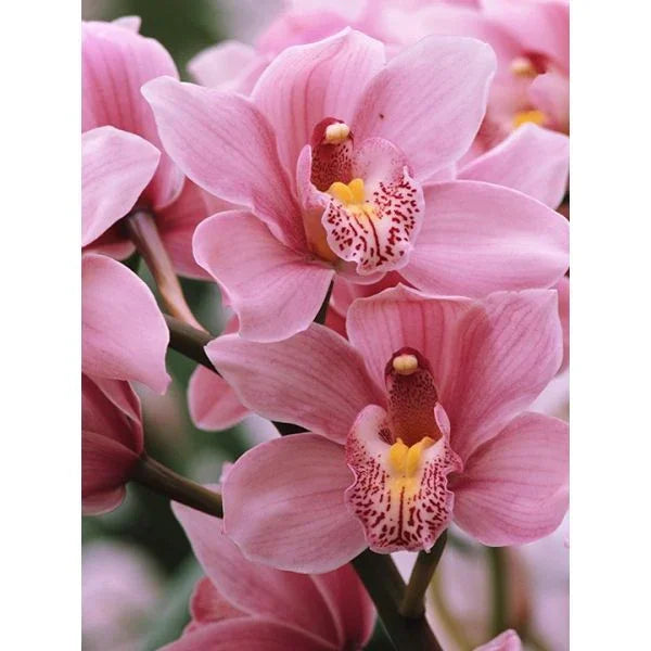 Mairol Orchideendünger - Japankoi.net