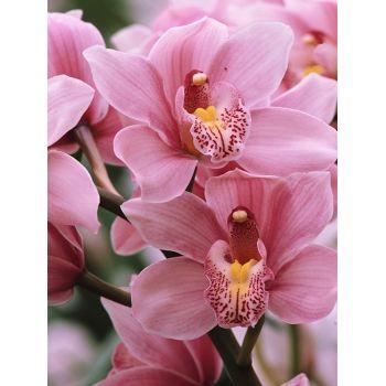 Mairol Orchideendünger - Japankoi.net